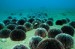 mořský ježek